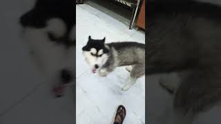 Chain se kbhi nhi bathte 😂 huskythejacky4496 shortviral trendingshorts doglover shortvideo [upl. by Modnarb341]