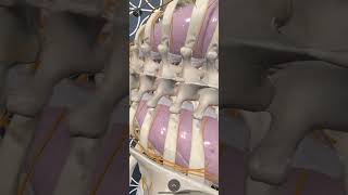 Using Augmented Reality in 3D4 Medical Complete Anatomy App to review Paravertebral Blocks Anatomy [upl. by Einnim]