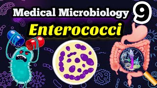 Gram positive Enterococci شرح بالعربي [upl. by Ergener472]