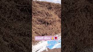 शेतकरी जीवन 🙏🌹farm shorts soybean काढा [upl. by Perrine]