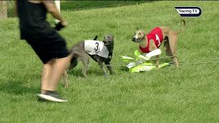 Fast and furious whippet races at Pontefract [upl. by Howlond]