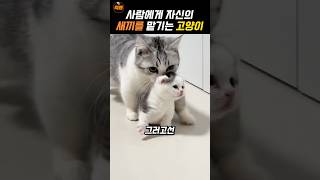 ❤️700만❤️자신의 새끼를 맡기는 어미 고양이 [upl. by Dukie]