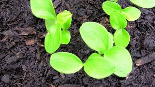 False Castor Oil Plant Fatsia Japonica Seedlings growing in a ReUsed Plastic Tray [upl. by Keener]