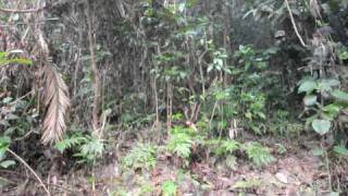 Laughingthrush Sound Satchari National Park Habiganj Bangladesh [upl. by Seibold976]