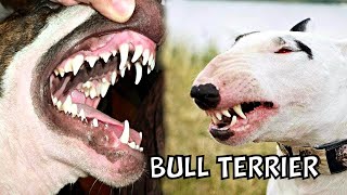 Bull Terriers 7 Things You Need to Know Before Getting One [upl. by Aynad]