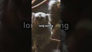 Pygmy Marmoset facts animallover trending shorts animals feed monkey fyp viralvideo [upl. by Lletnuahs257]