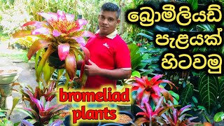 bromeliad plant plantingbromelia carebromeliad growcactus carebeautiful flower plants planting [upl. by Gregrory]