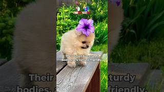 Is Havanese Dog Special amp intelligent facts dog tiktok shorts [upl. by Nosliw]