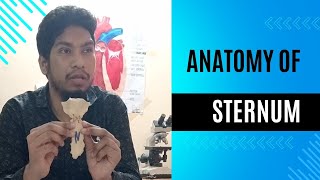 Anatomy of sternum Manubrium body and xiphoid process Bangla Lecture [upl. by Sibell]