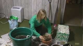 How to Overwinter Geraniums [upl. by Bannasch]