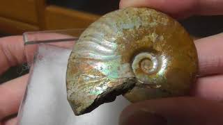 Ammonite fossil アンモナイトの化石 [upl. by Ymeraj]