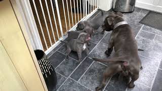 Blue Staffordshire Bull Terrier Puppy Play Fighting With Mum [upl. by Orecic183]