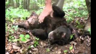 Dogs 101 The Boykin Spaniel [upl. by Homere]