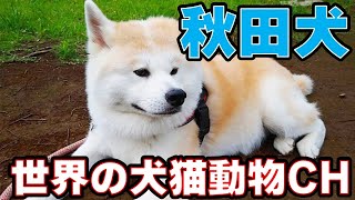 「秋田犬の世界へようこそ！愛情深いパートナーの歴史と魅力」世界の犬猫動物CH [upl. by Caneghem27]