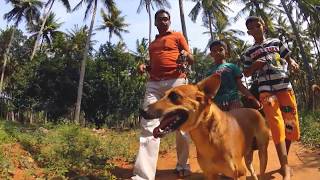 Video 4 a Breed Focus The Kombai by Mr Uma Shankar Pandiyan Subtitles in English [upl. by Ahsima]