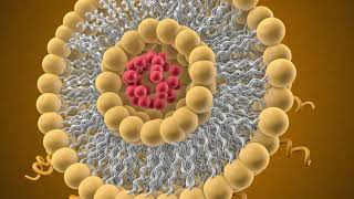 Liposomal Delivery Systems in Cancer Therapy  Creative Biolabs [upl. by Leakcim]