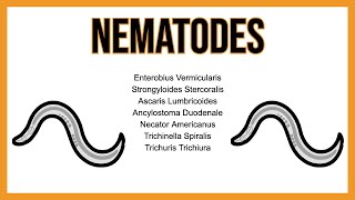 Nematodes INTESTINAL parasites [upl. by Cirala945]