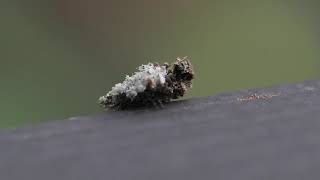 Lacewing Larvae as lichenmoss [upl. by Eilra290]