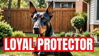 Trained Doberman Guard Dog Loyalty Confidence and Protection  Rottweiler  German Shepherd [upl. by Eppie]