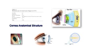 Cornea Anatomical Structure [upl. by Tedder]