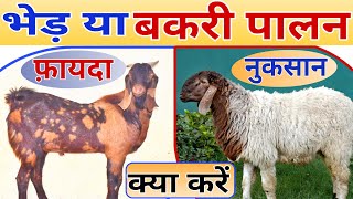 बकरी या भेड़ पालन किस में अधिक फायदा  Goat Sheep Farming Best Business goat training farming [upl. by Asiluj940]