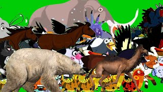 animals stampede green screen random compilation ‼️ [upl. by Yanttirb909]