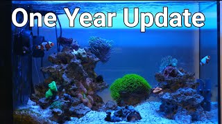 Fluval Evo 135 1 Year Update No Skimmer [upl. by Ellan]