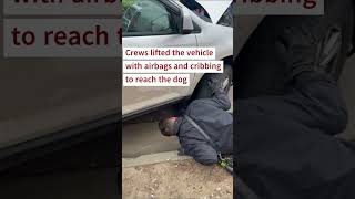 Dog Seeks Shelter From Cold Under the Car Hood [upl. by Sehguh]