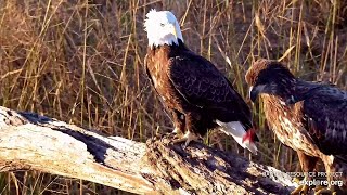 The young eagle Oops I dropped my food Mississippi River 密西西比河 2024 10 27 [upl. by Ednarb950]