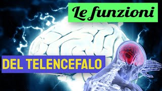 Le funzioni del telencefalo [upl. by Alemaj]