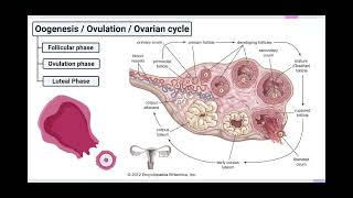 The Ovarian Cycle Biology Unit 1 [upl. by Ayetal]