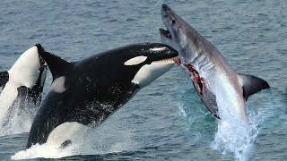 The KILLER ORCAS How They Take Down Great White Sharks [upl. by Rebmac]