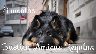 Chodský pes Bastien 8 monthsBohemian shepherd [upl. by Alimhaj]