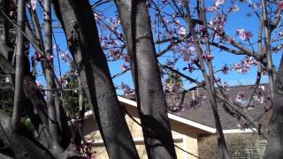 Pruning a Purple Leaf Plum [upl. by Lorita]