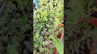 Best remedy for plants bugs and insects  how to get rid of white mealy bugs மாவு பூச்சி shorts [upl. by Budd703]