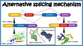 Alternative splicing  mechanism and its regulation [upl. by Winifred]