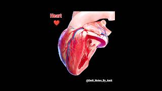 Anatomy And Physiology  Biology  science  Heart nursing medical trendingshorts [upl. by Akiam]