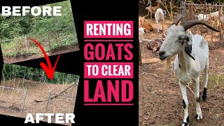 GOATSCAPING Renting Goats to eat your Backyard  BEFORE DURING amp AFTER of LAND CLEARING [upl. by Nyrual]