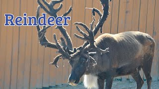 What Reindeer Antlers look Like In The Summer [upl. by Inafit]