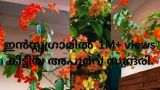 Bauhinia coccinea plant care in Malayalam ബൊഹിനിയ കൊക്കിനിയ ചെടിയുടെ സംരക്ഷണം [upl. by Ailed]