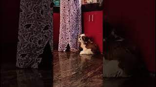 Cute shih Tzu puppy 🥰shorts milo dog youtubeshorts [upl. by Giliana]