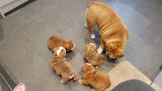 English bulldog meeting puppies after vets appointment [upl. by Ventre]