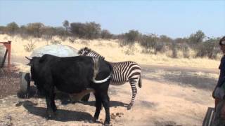 BULL VS ZEBRA [upl. by Vidal]