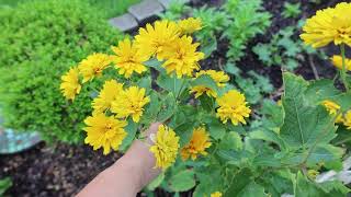 Heliopsis helianthoides Summer Sun  False Sunflower  Oxeye Daisy  Rough Heliopsis [upl. by Franky]