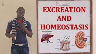 Excretion and Homeostasis Biology Form 2 [upl. by Grimona]