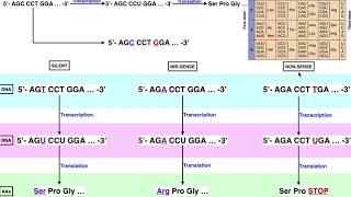 Genetics  A Comparison of Silent Missense amp Nonsense Mutations [upl. by Keller]