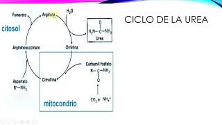 Urea creatinina ac úrico y bilirrubina [upl. by Nivlad]