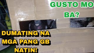 GRABE DUMATING NA MGA GIFTBIRDS NATIN JANSSEN AT BEKAERT LINES BAKA MAPASAYO NA TO QUALITY LINES [upl. by Iohk188]