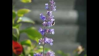 Nepeta Six Hills Giant Catmint [upl. by Delaine]