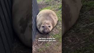 The funny 😅seal 🦭 shorts animals [upl. by Lleuqar273]